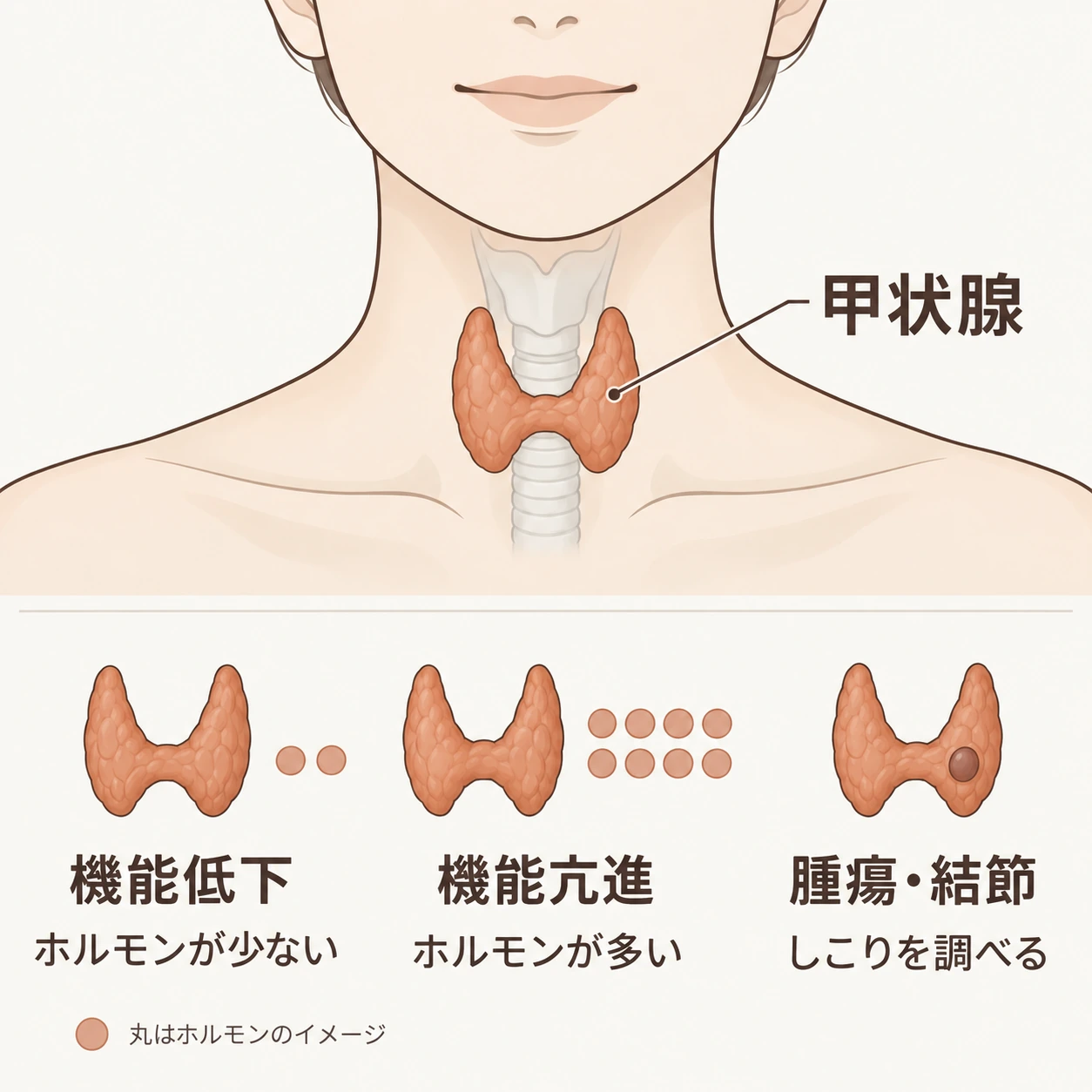 甲状腺の位置と、機能低下・機能亢進・腫瘍や結節の違いを示す模式図